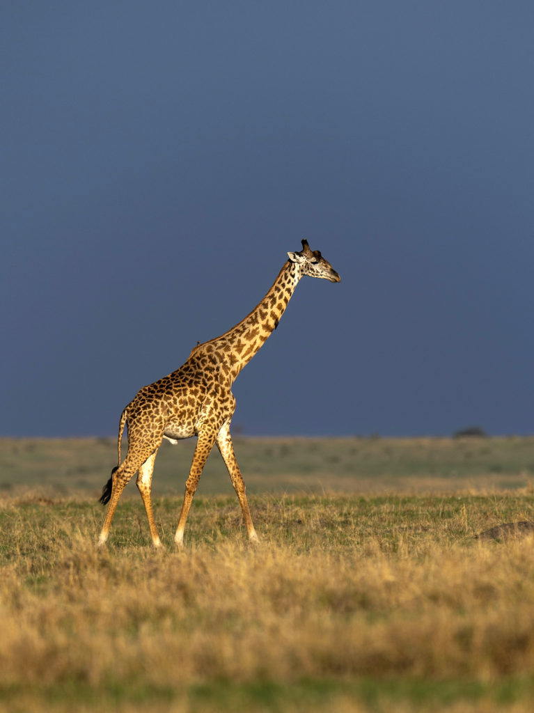 Giraffe, Masai Mara - Kenya (9703)