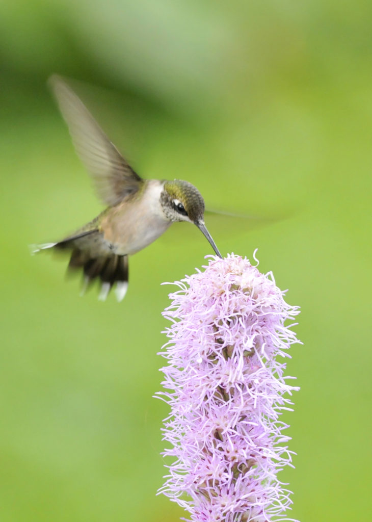 Ruby-throated Hummingbird (5075) - Vermont