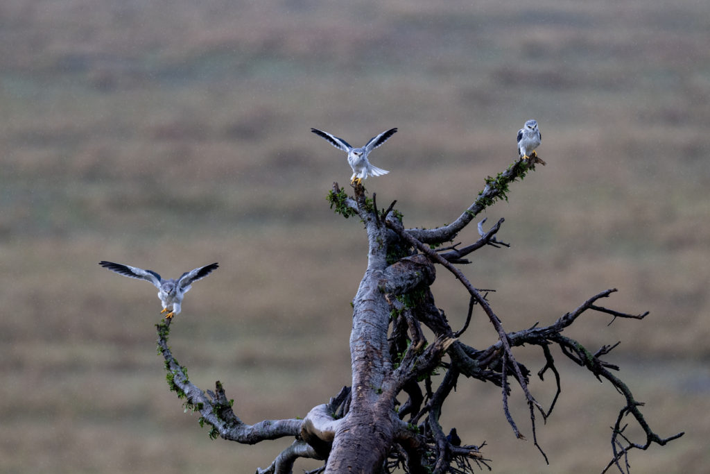 Black-shouldered Kite, Masai Mara - Kenya (1289)