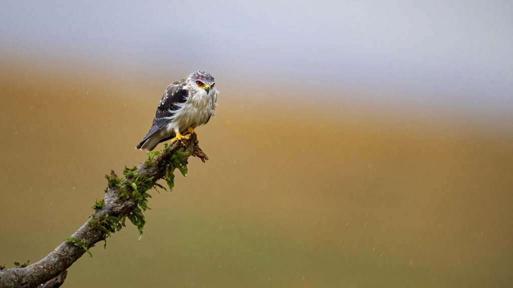 Black-shouldered Kite, Masai Mara - Kenya (6701)