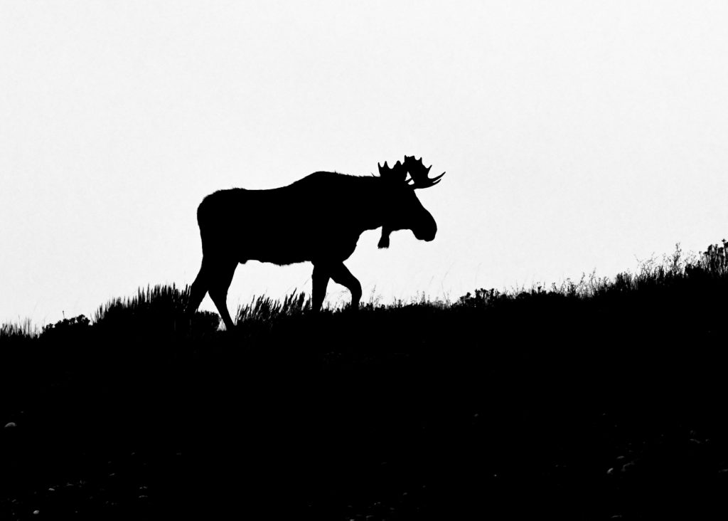 Moose Silhouette (3619)