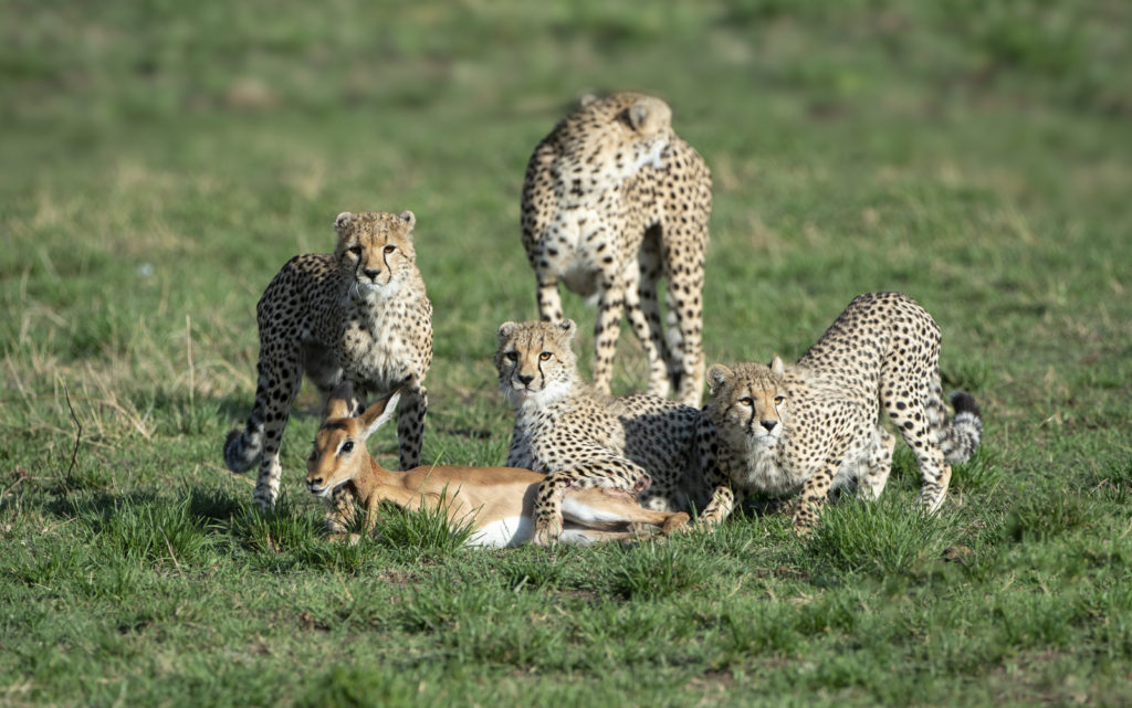Cheetah Family with impala, Kenya (6332)