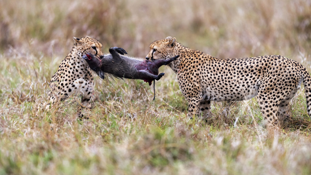 Cheetahs with Warthog Piglet, Kenya (4617)