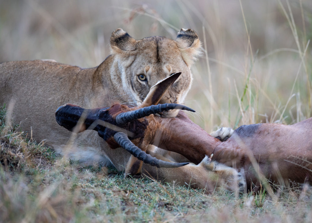 Lion with Topi, Kenya (2570)