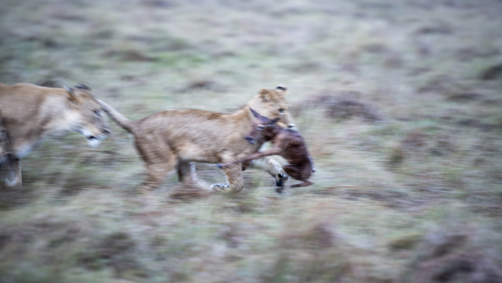 Lion cub with Topi calf, Kenya (6672)