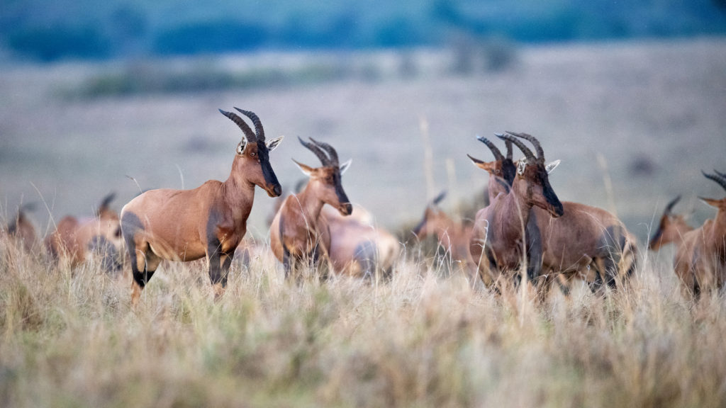 Topi herd, Kenya (2443)