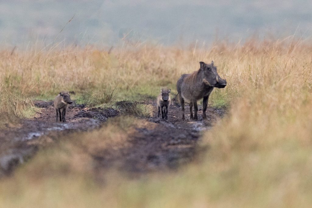 Warthog Family, Kenya (4167)
