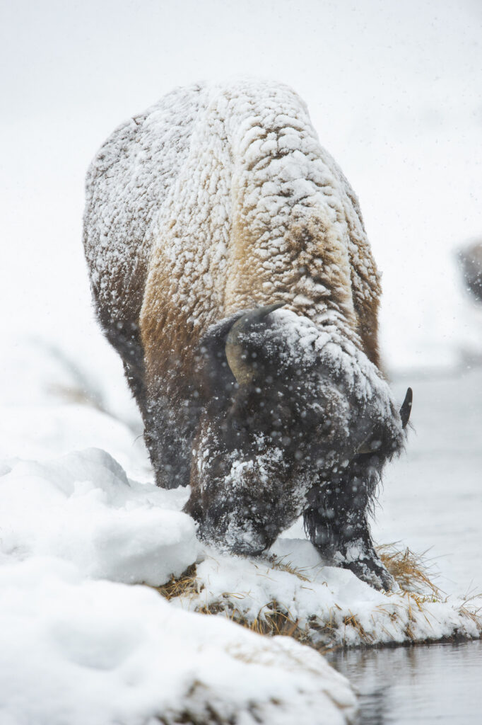 Bison, Yellowstone (1469)