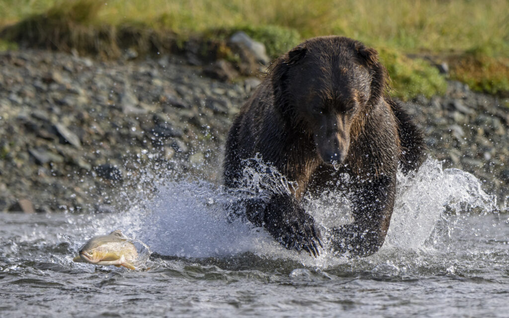 Pacific Salmon-Brown Bear, Katmai NP (9293)