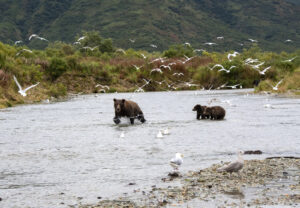 Brown Bear, Katmai National Park (3519)