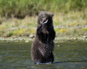 Brown Bear Cub, Katmai NP (7459)