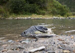Salmon Carcass, Katmai NP (3458)