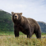 Brown Bear