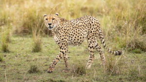 Cheetah, Masai Mara (7147)