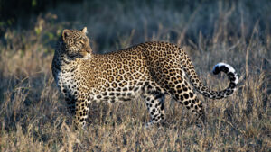 Leopard, Masai Mara (0539)
