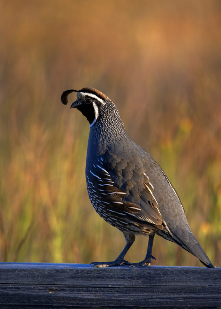 California Quail, Washington (6110)