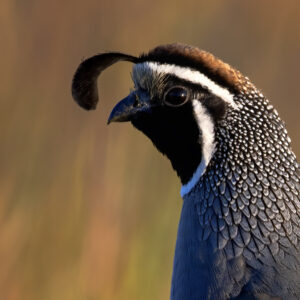 California Quail, Washington (6110)