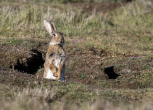 Rabbit, Washington State (98024)