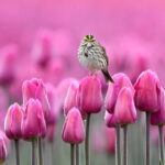 Savannah Sparrow, Washington (1138)