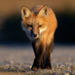 Red Fox, Washington (5502)