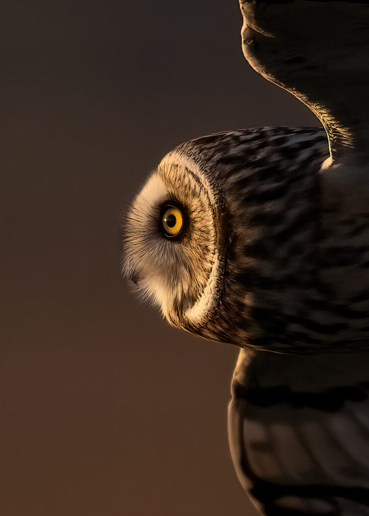 Short-eared Owl, Washington State (0124)