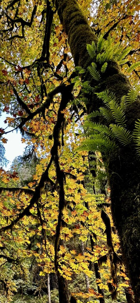 Foliage, Silver Falls State Park (9674)