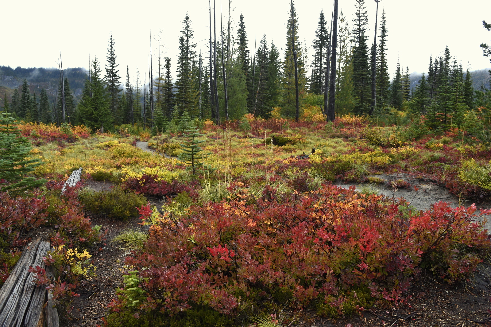 Fall Foliage (3331) - Mt. Rainier Fall Foliage (3331) - Mt. Rainier