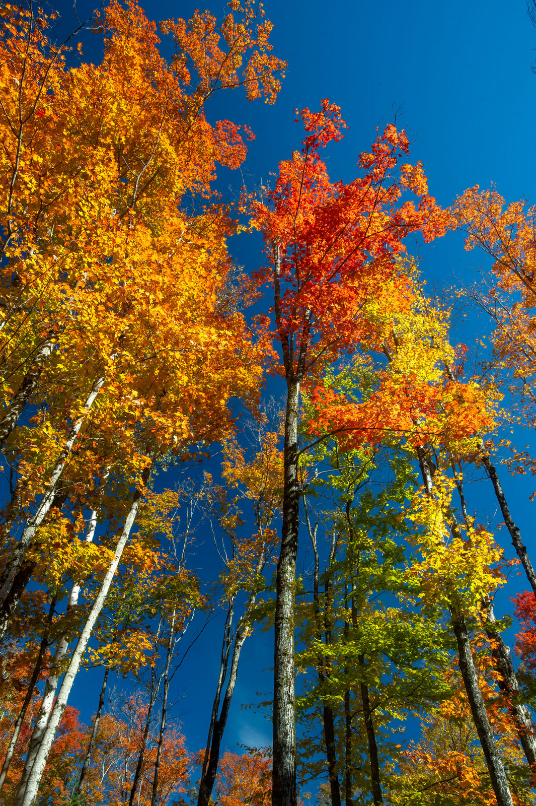 Fall Foliage (3934) - Vermont Fall Foliage (3934) - Vermont