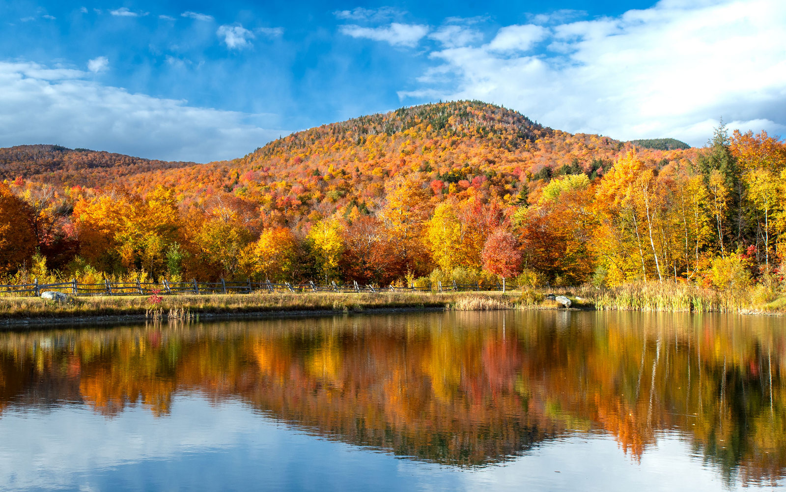 Fall Foliage (7239) - Vermont Fall Foliage (7239) - Vermont