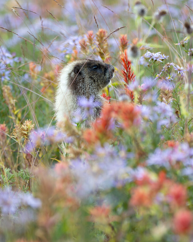 Hoary Marmot in Wildflowers (4054), Mt. Rainier Hoary Marmot in Wildflowers (4054), Mt. Rainier