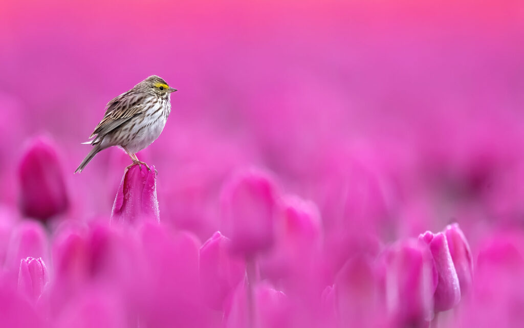 Savannah Sparrow-Magenta (1586)