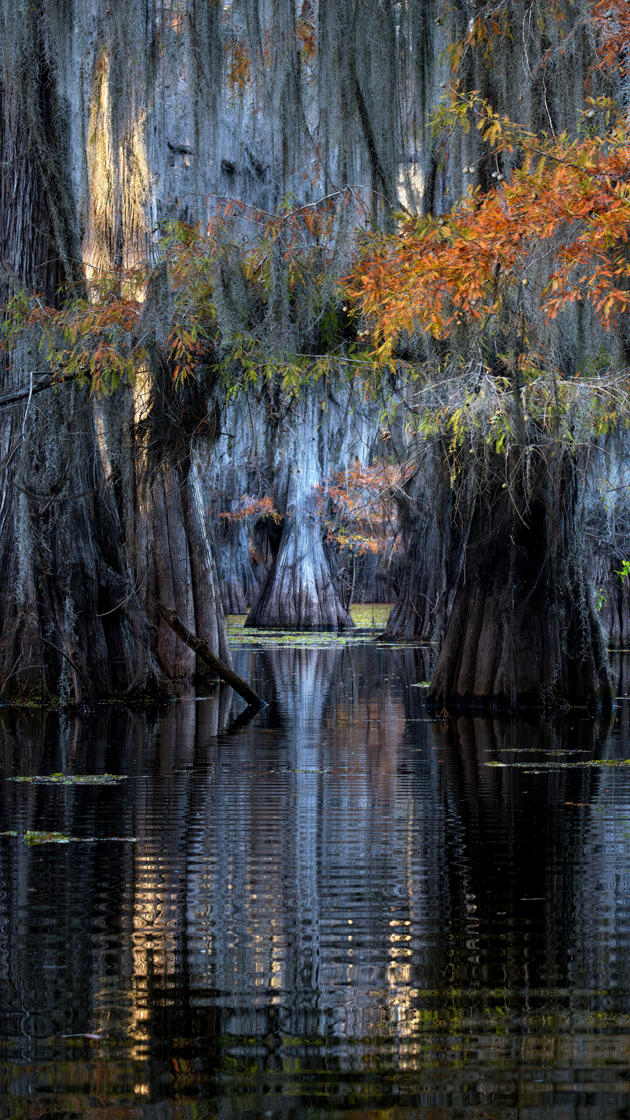 Caddo Lake, Texas (3426) Caddo Lake, Texas (3426)