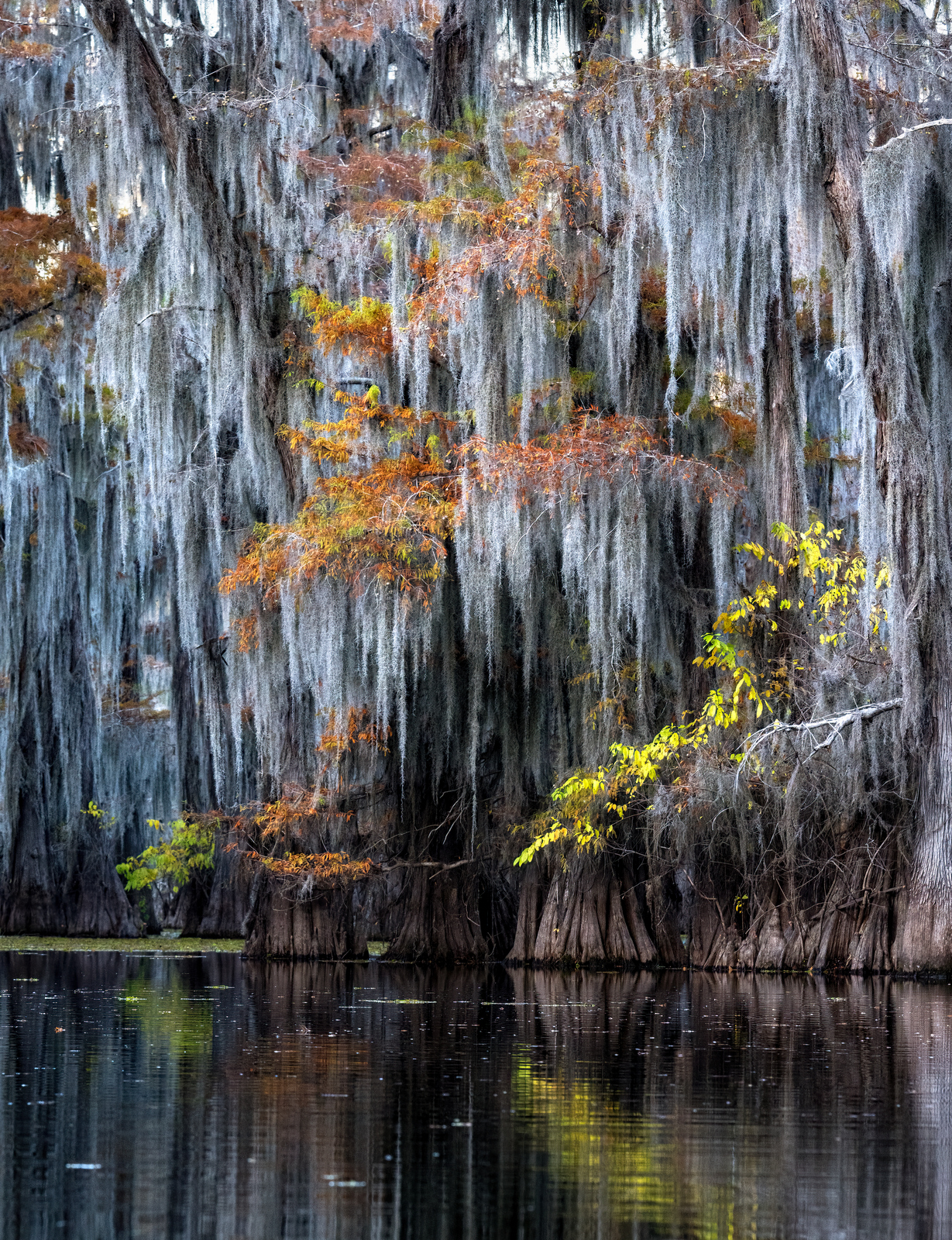 Caddo Lake, Texas (3460) Caddo Lake, Texas (3460)