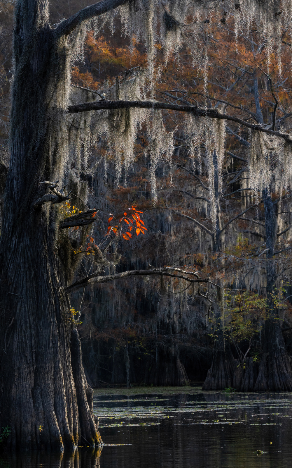 Caddo Lake, Texas (9009) Caddo Lake, Texas (9009)
