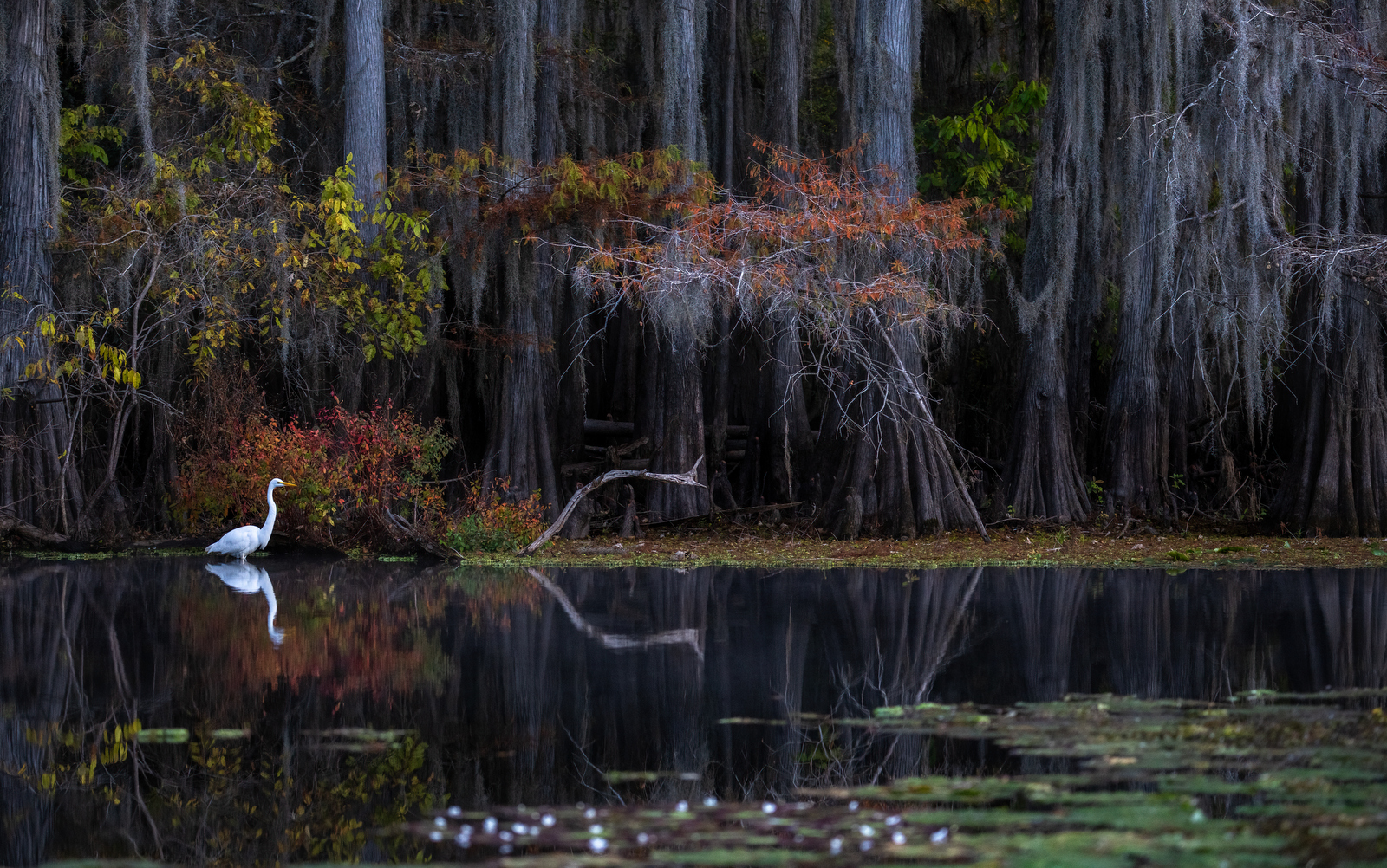 Great Egret, Caddo Lake (9260) Great Egret, Caddo Lake (9260)