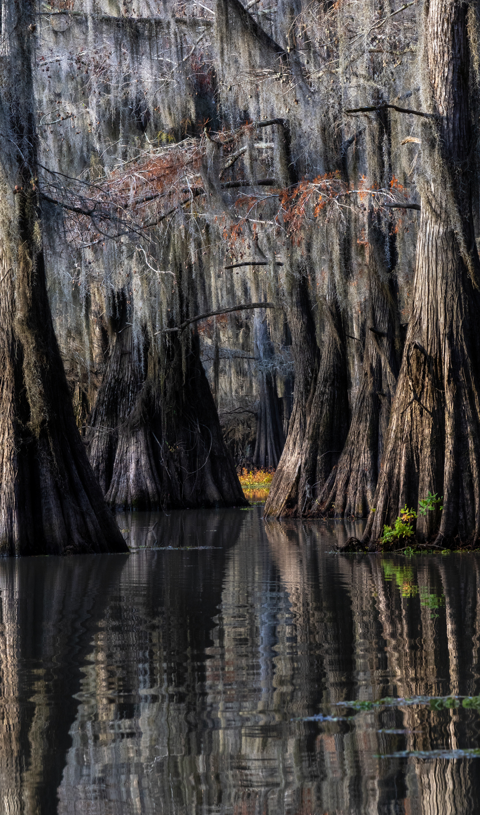 Caddo Lake, Texas (8791) Caddo Lake, Texas (8791)