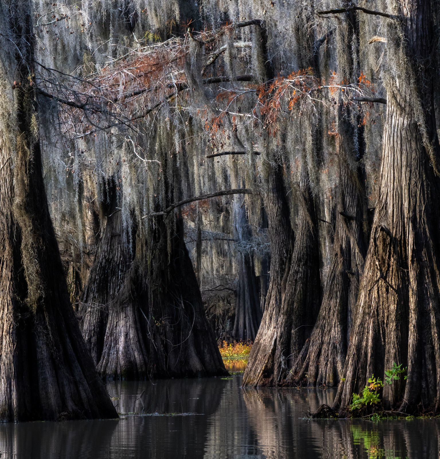 Caddo Lake, Texas (8791v2) Caddo Lake, Texas (8791v2)
