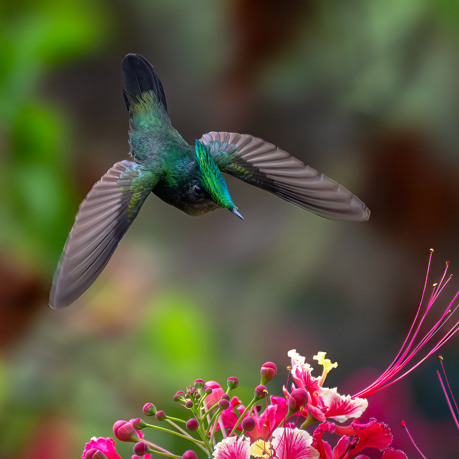 Antillean Crested Hummingbird (1666) - Saba Antillean Crested Hummingbird (1666) - Saba