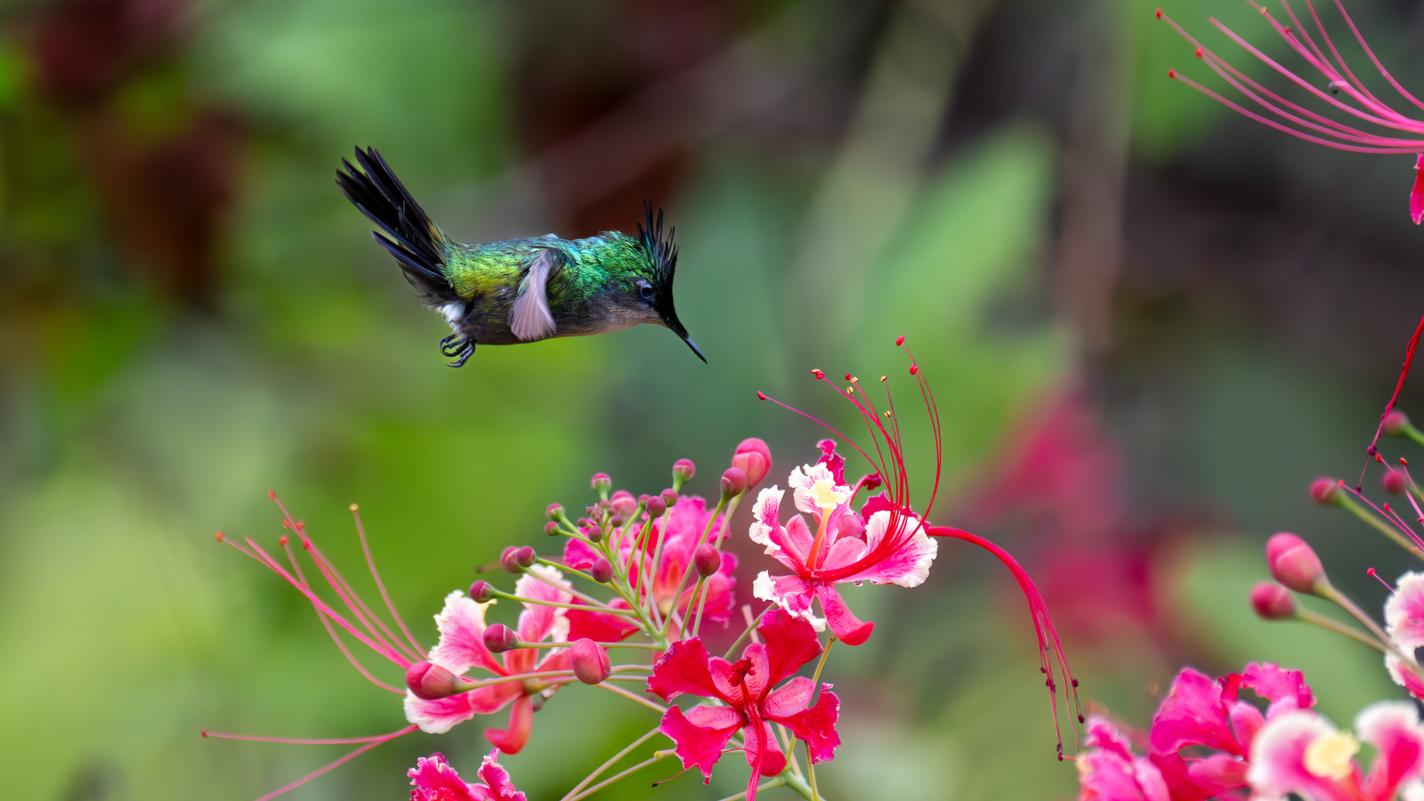 Antillean Crested Hummingbird (3148) - Saba Antillean Crested Hummingbird (3148) - Saba