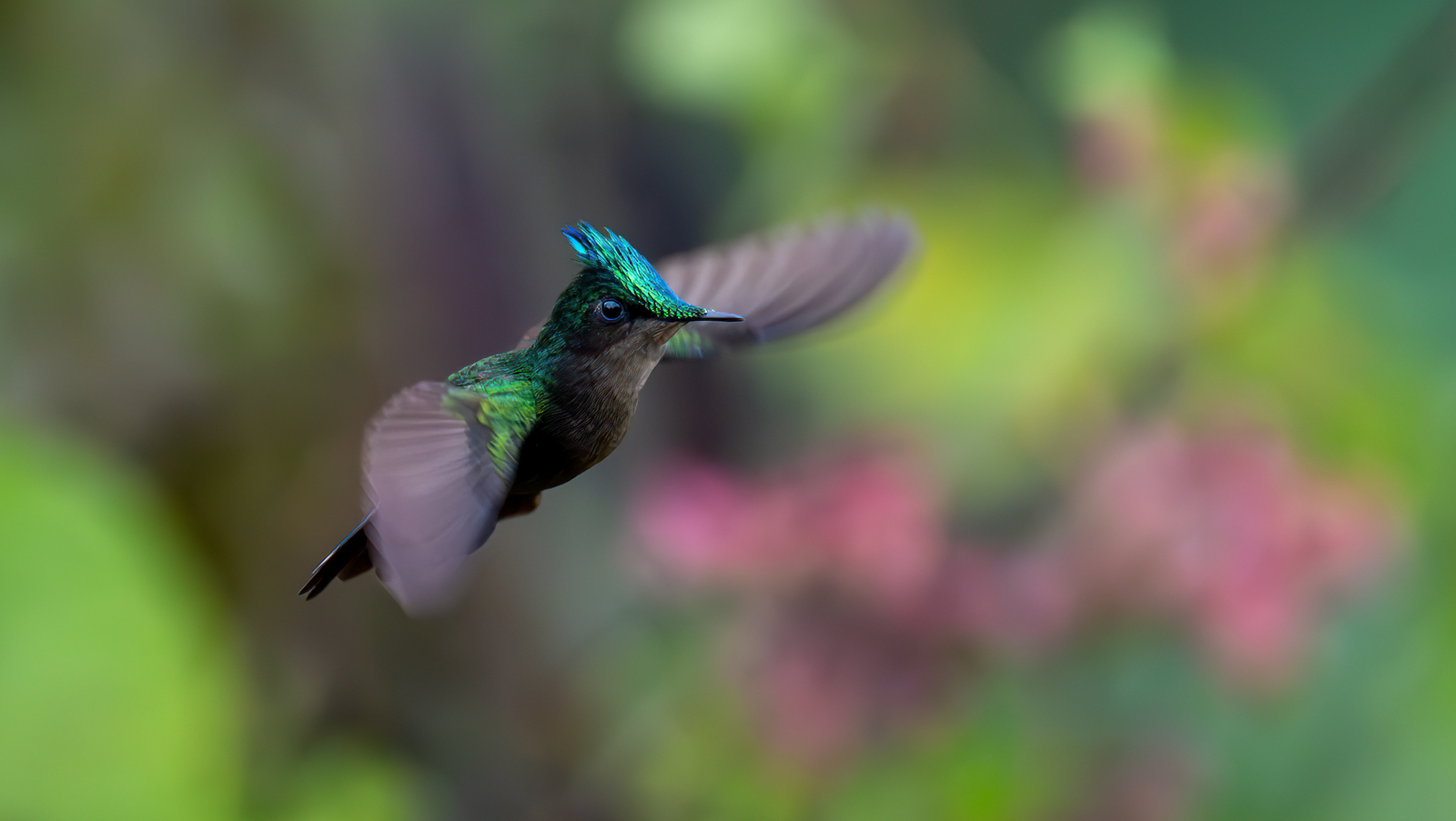 Antillean Crested Hummingbird (3362) - Saba Antillean Crested Hummingbird (3362) - Saba