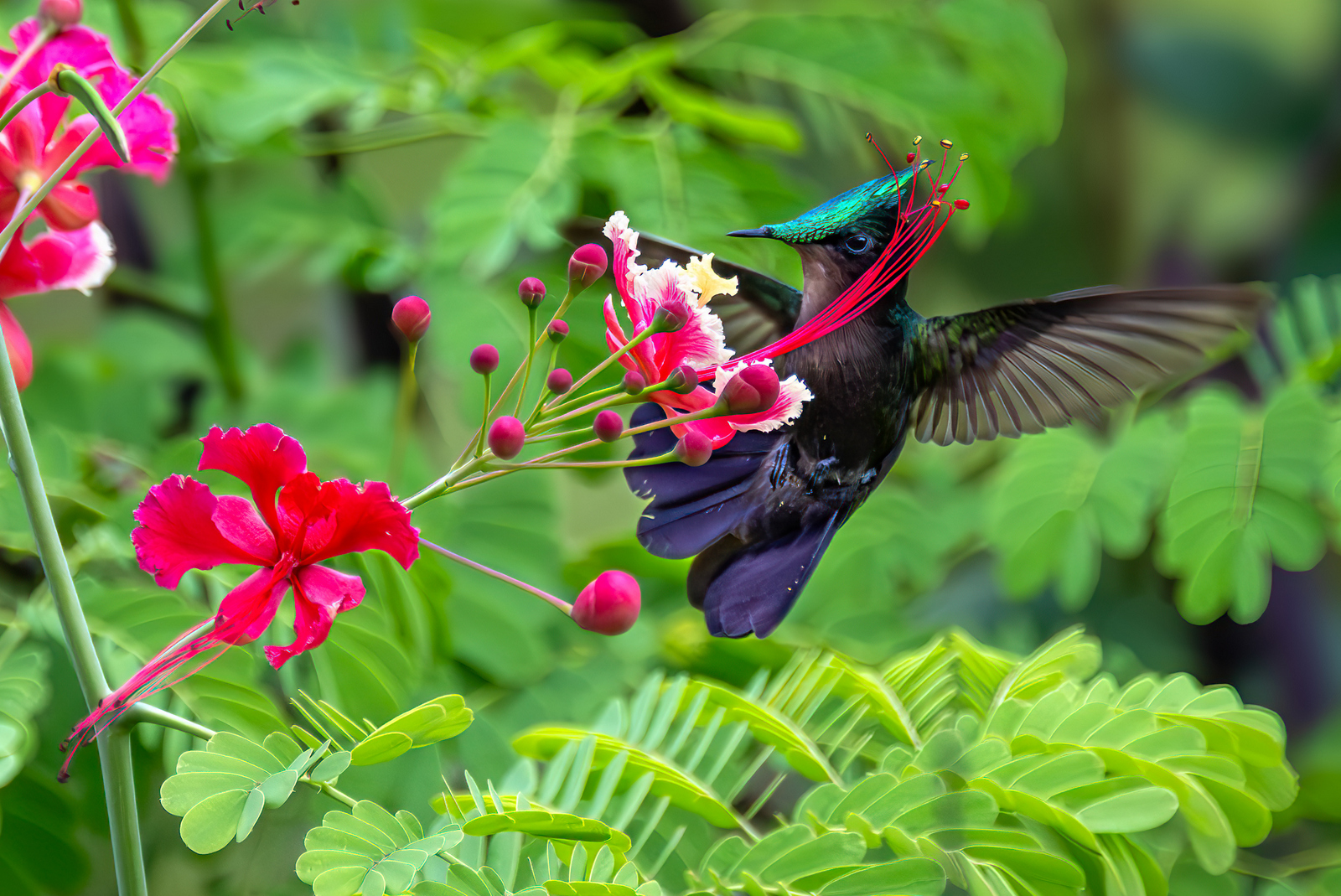 Antillean Crested Hummingbird (3590) - Saba Antillean Crested Hummingbird (3590) - Saba