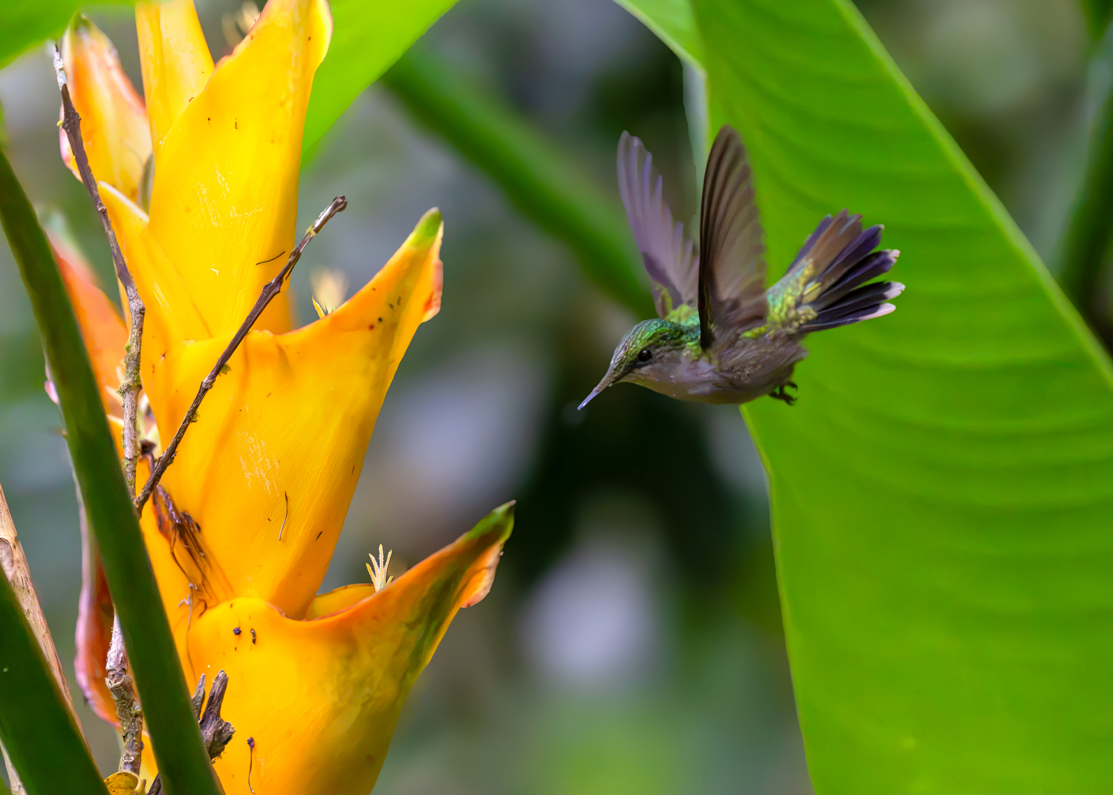 Antillean Crested Hummingbird, Female (3644) - Saba Antillean Crested Hummingbird, Female (3644) - Saba